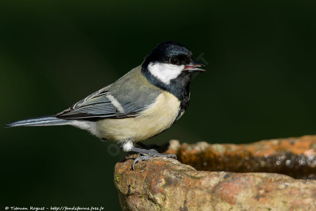 Great Tit