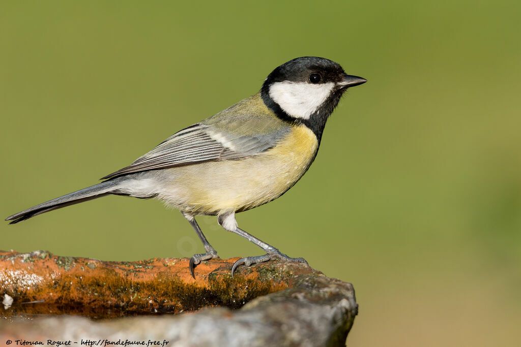 Great Tit