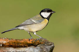 Great Tit