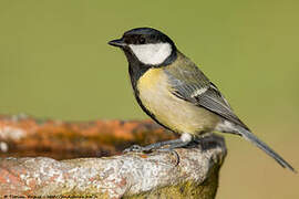 Great Tit