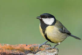 Mésange charbonnière