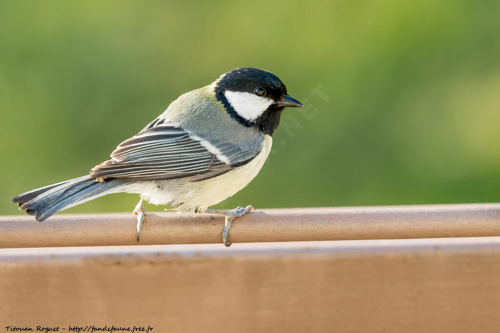 Mésange charbonnière