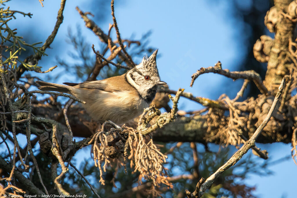 Mésange huppéeadulte, identification