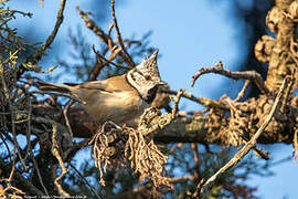 European Crested Tit