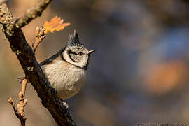 European Crested Tit