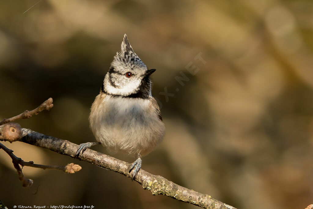 Mésange huppée