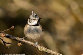 Crested Tit