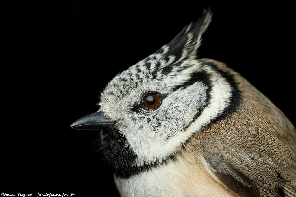 Crested Tit