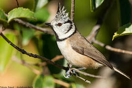 Crested Tit