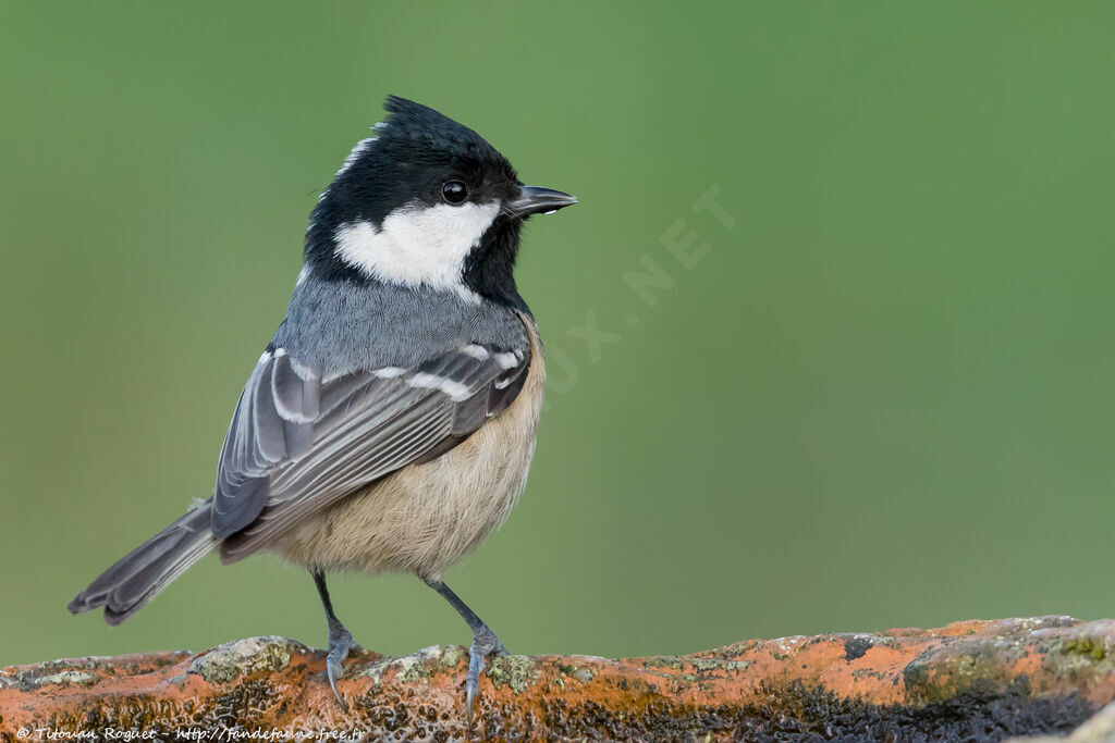 Mésange noire