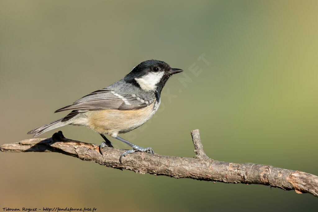 Coal Tit