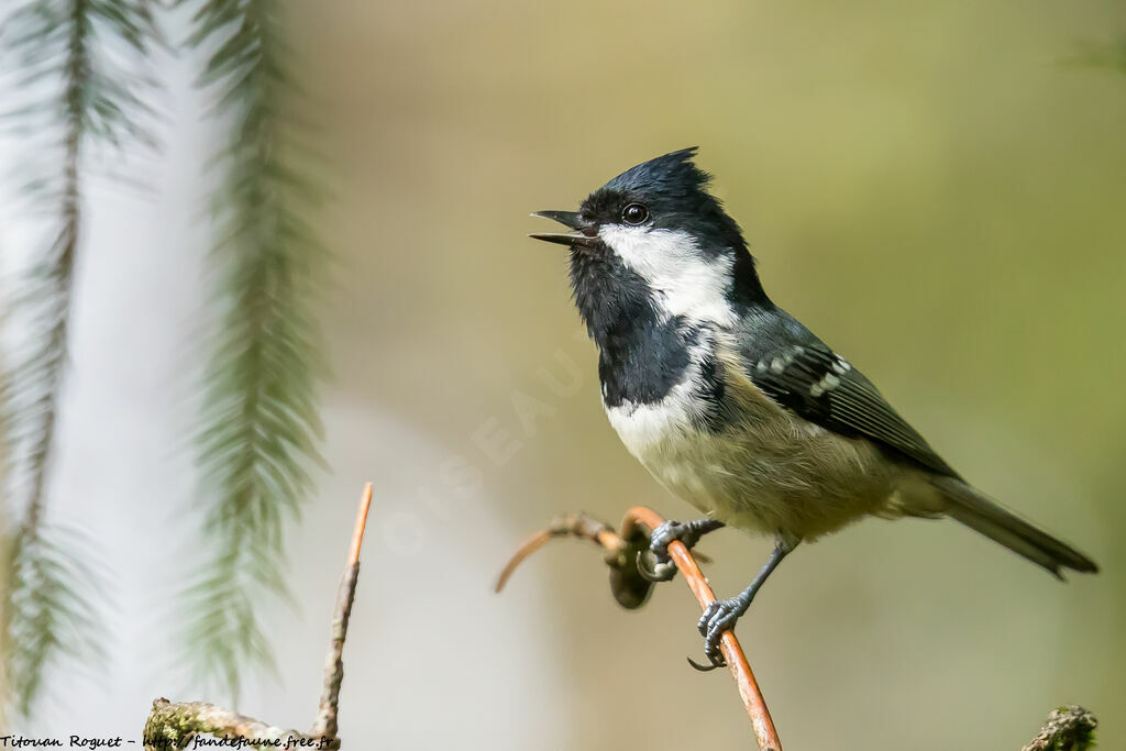 Mésange noire