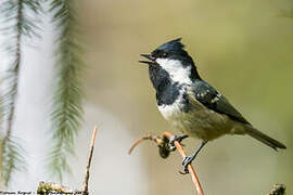 Coal Tit