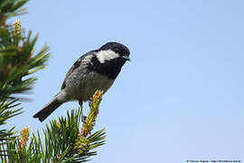 Coal Tit