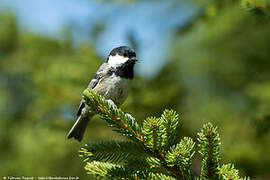 Coal Tit