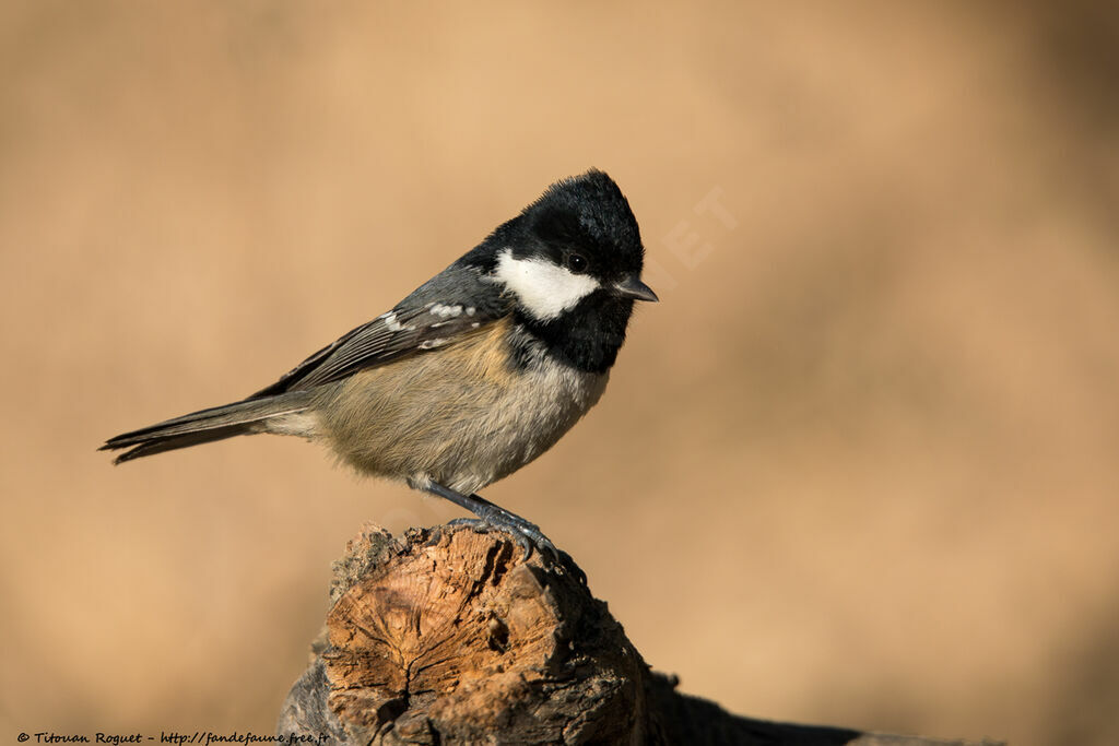 Mésange noire, identification