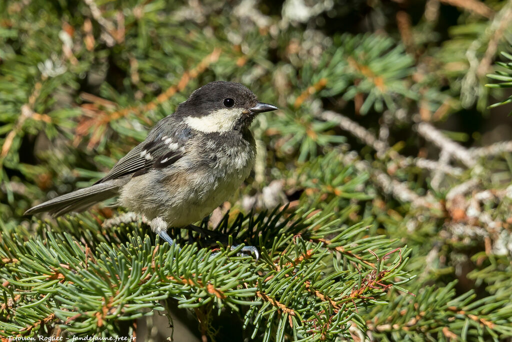 Coal Tit