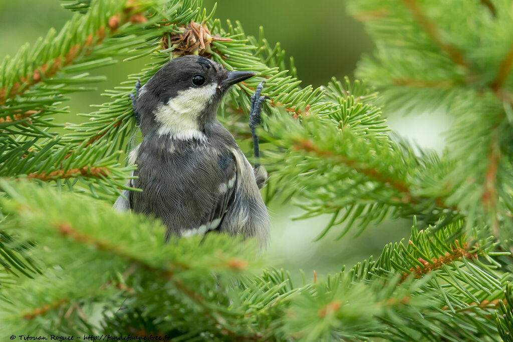 Mésange noire