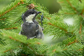 Coal Tit