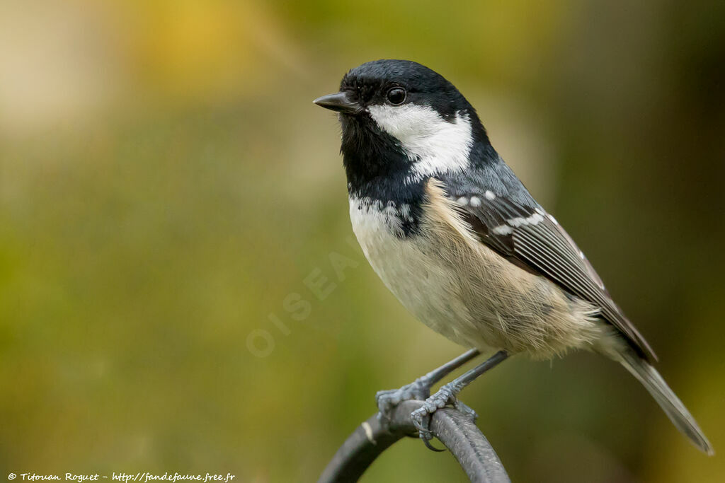 Mésange noireadulte, identification