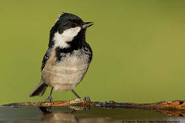 Coal Tit