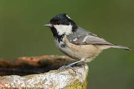 Coal Tit