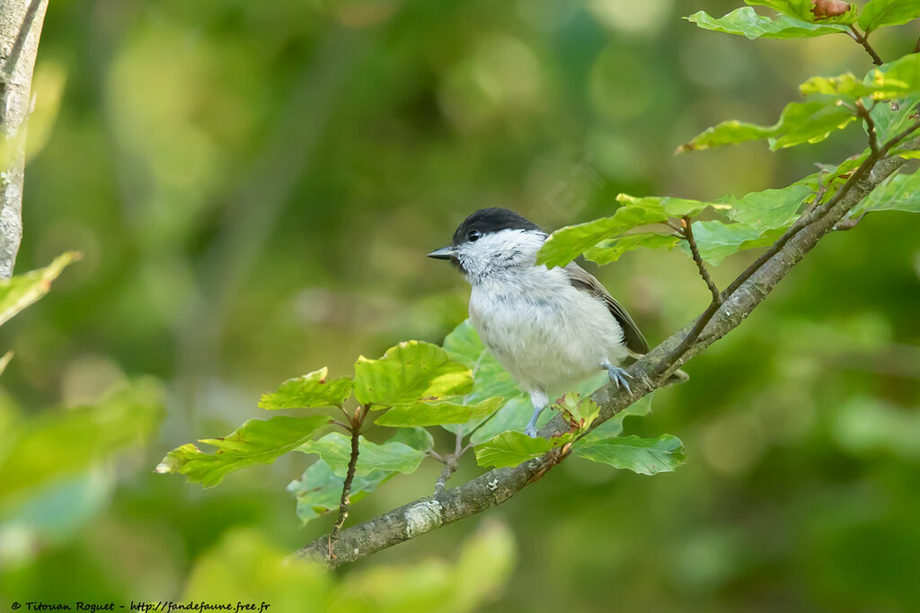 Marsh Tit, identification, close-up portrait, aspect, pigmentation