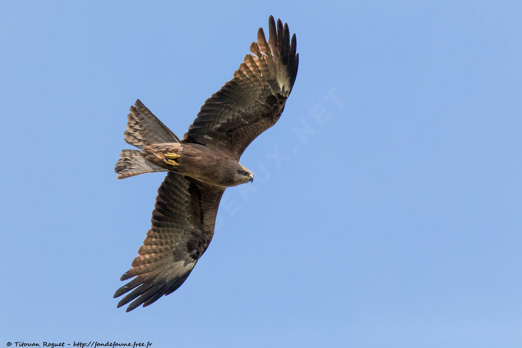 Black Kiteadult, identification, close-up portrait, aspect, pigmentation, Flight