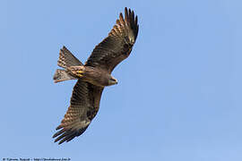 Black Kite