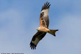 Red Kite