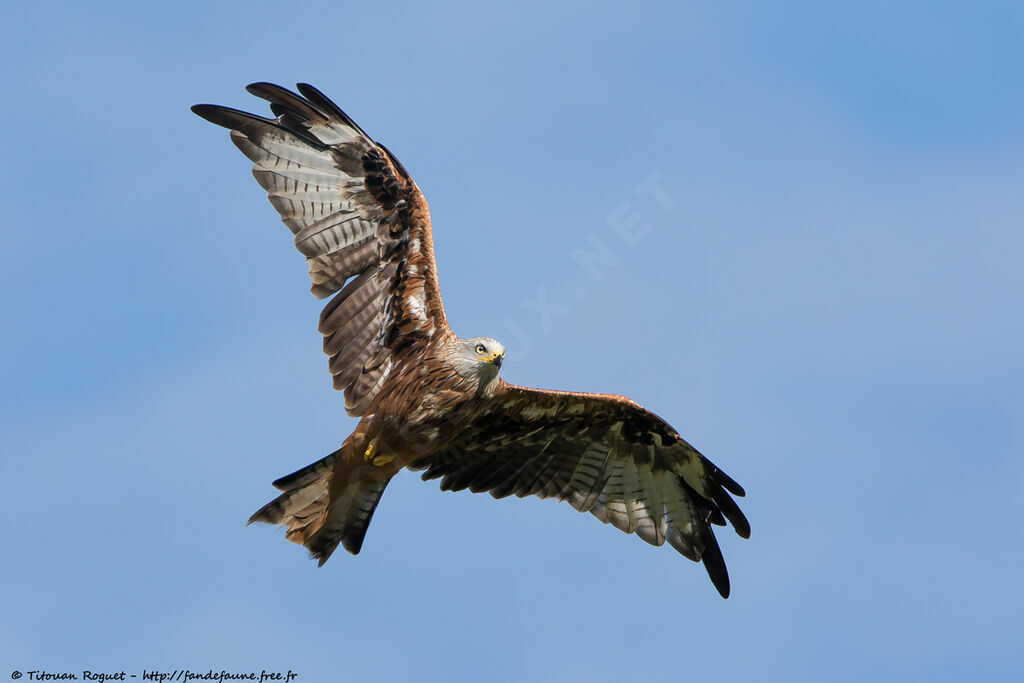 Red Kite, identification, close-up portrait, aspect, pigmentation, Flight