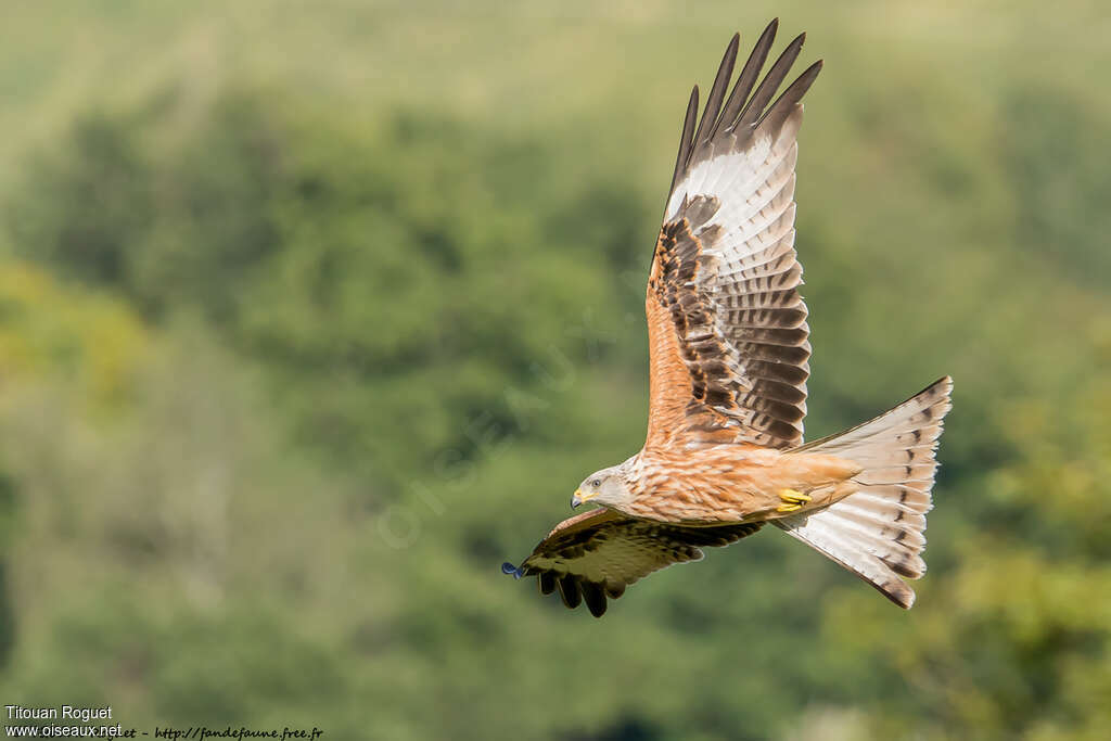 Red Kiteadult, pigmentation, Flight