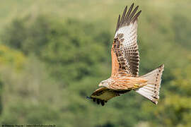 Red Kite