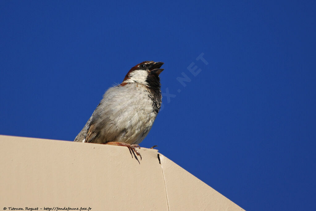 Italian Sparrow