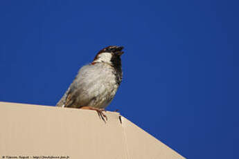 Moineau cisalpin