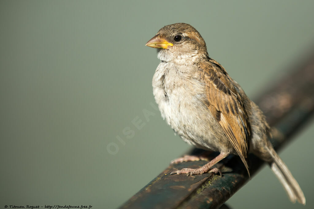 House Sparrow, identification