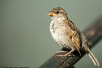 Moineau domestique