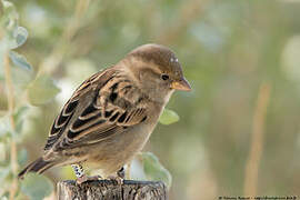 House Sparrow