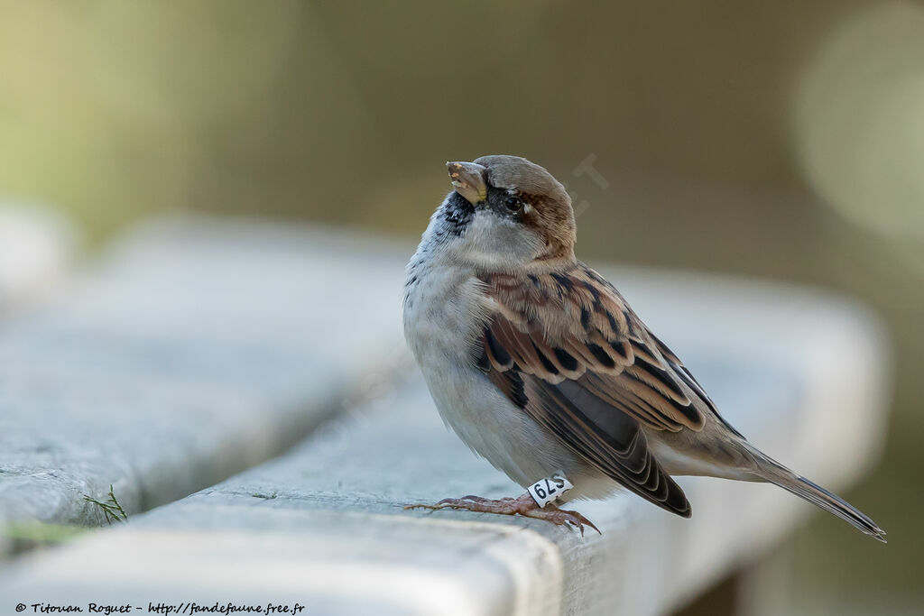 House Sparrow