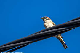 Eurasian Tree Sparrow