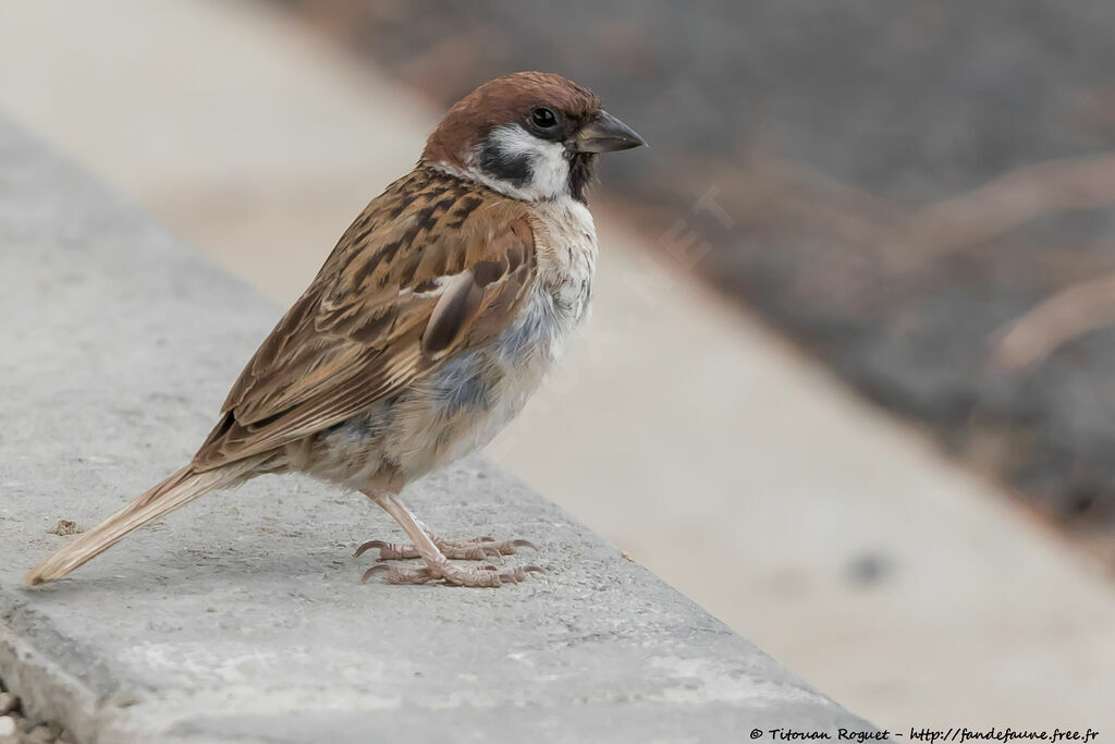 Eurasian Tree Sparrow