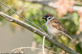 Eurasian Tree Sparrow