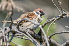 Eurasian Tree Sparrow