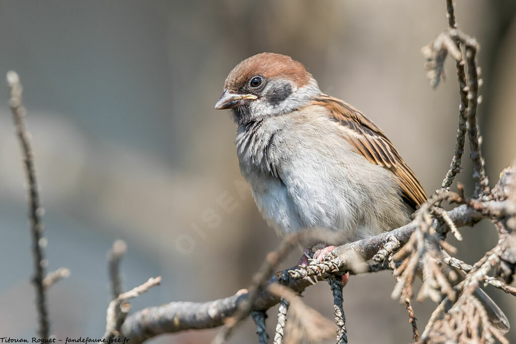 Eurasian Tree Sparrow