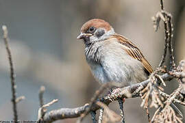 Eurasian Tree Sparrow