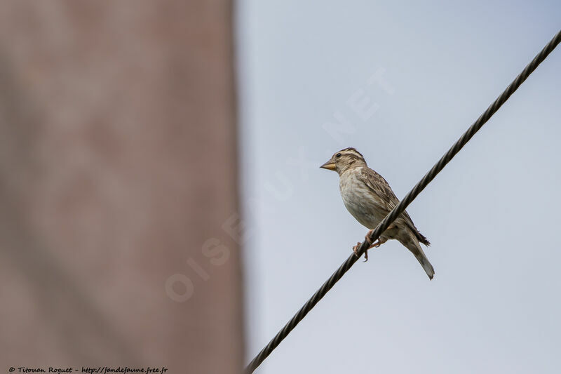 Rock Sparrowadult breeding, identification, aspect