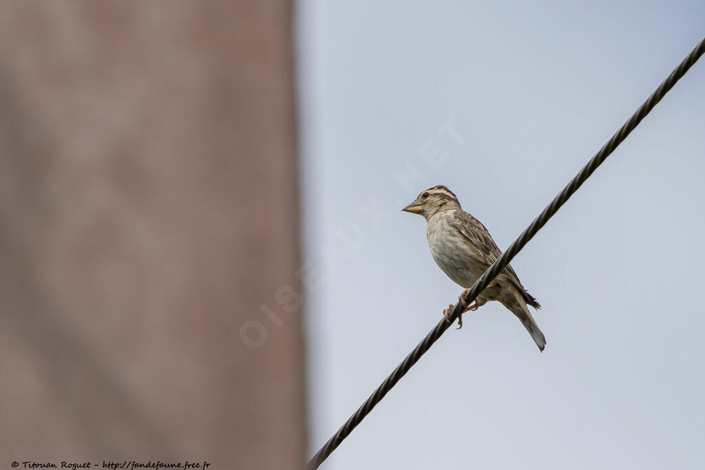 Moineau soulcieadulte nuptial, identification, composition