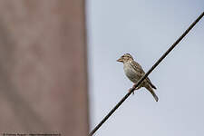 Moineau soulcie
