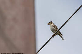 Rock Sparrow