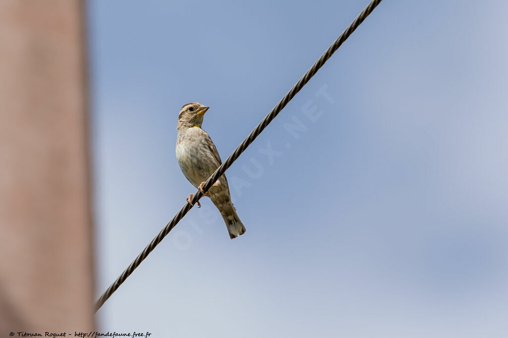 Rock Sparrowadult breeding, identification